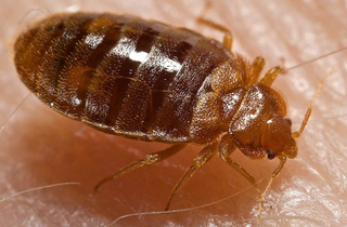 Bed Bug Exterminators Lacombe
